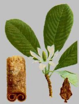 Magnolia Officinal P.E.
